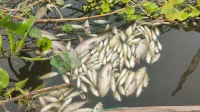 Photo of यमुना में ऑक्सीजन की कमी से दिल्ली में लाखों मछलियों की मौत