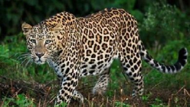 Photo of नहीं थमा तेंदुए का आतंक! अब 13 साल की किशोरी को किया जख्मी