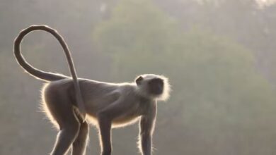Photo of अजीब चुड़ैल से परेशान हैं गांव के लोग, लाल आखों के बंदर में बदल जाती है
