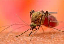 Photo of इंदौर में डेंगू और मलेरिया का बढ़ता कहर
