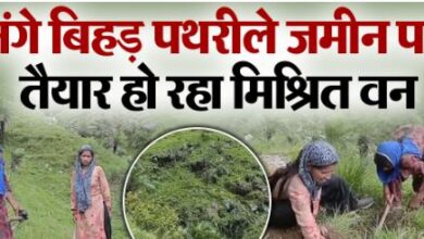 Photo of रुद्रप्रयाग के भौंसारी में नंगे बिहड़ पथरीले पहाड़ पर बना मिश्रित वन