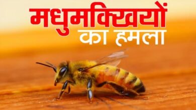 Photo of हल्द्वानी: मधुमक्खियों का हमला, 60 लोगों को काटा…सड़क पर मची खलबली