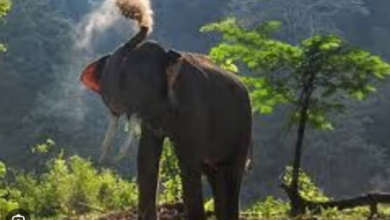 Photo of बड़ा सख्त है नियम? गलती करने पर हाथियों को भी मिलती है सजा, पुकारा जाता है नाम से