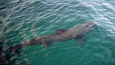 Photo of बीच समुंदर में पैडलबोर्ड पर था जोड़ा, अचानक पास आती दिखी बड़ी शार्क