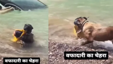 Photo of बाढ़ में डूब रहा था शख्स, कुत्ते ने जान बचाकर दिखाया वफादारी का चेहरा