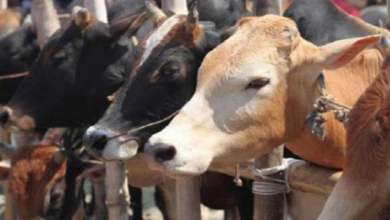 Photo of हरियाणा के किसानों के लिए खुशखबरी