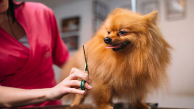 Photo of कुत्तों के लिए लॉन्च हुआ लग्जरी परफ्यूम, छिड़ी बहस