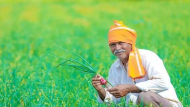 Photo of हरियाणा में कौन सी हैं वो 10 फसलें जो MSP खरीद में हुईं शामिल