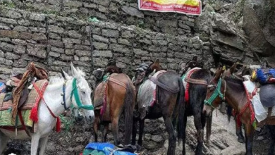 Photo of चारधाम यात्रा में घोड़ों, खच्चरों की मौतों के आरोप वाली याचिका पर HC ने जारी किए नोटिस…