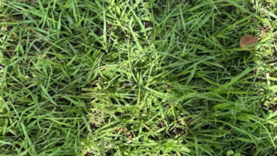 Photo of घास में छिपा है छोटा सा सांप, आसान नहीं है ढूंढ पाना, 10 सेकंड का है चैलेंज