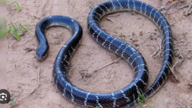 Photo of बिस्तर पर ही चुपके करेगा वार, नींद खुलने से पहले ही चली जाएगी जान