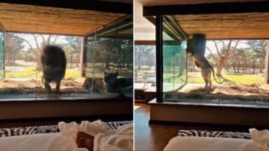 Photo of होटल में सोकर उठा शख्स, सामने खड़ा था बब्बर शेर, पास बैठी थी शेरनी