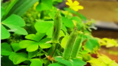 Photo of छूते ही गुस्से में आ जाता है पौधा, धड़ाधड़ दागने लगता है गोलियां
