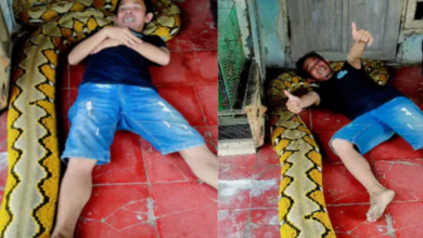 Photo of 20 फीट लंबे अजगर के साथ सो गया शख्स, धीरे-धीरे दैत्याकार सांप ने समेटा खुद को