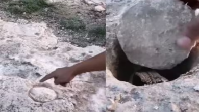 Photo of पत्थरों के बीच दिखा गोल निशान, शख्स ने खोदना किया चालू, अंदर से निकली ऐसी चीज
