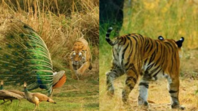Photo of जंगल में घूम रहा था मोर, तभी बाघ ने किया हमला, इंच भर रह गई थी दूरी, फिर जो हुआ