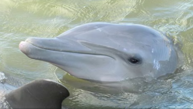 Photo of शख्स का दावा, जवानी में हुआ था डॉल्फिन से प्यार, अभी तक है यकीन