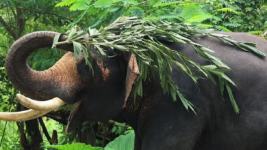 Photo of उत्तराखंड में हाथी शान संग चुनौती भी, व्यवहार आक्रामक