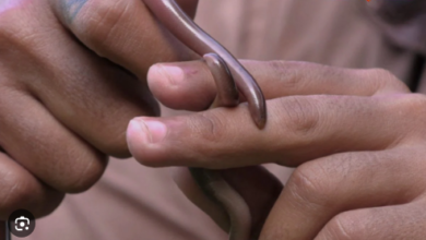 Photo of आगे-पीछे दोनों तरफ रेंग सकता है ये सांप, केंचुआ की तरह मिट्टी के अंदर बनाता है घर