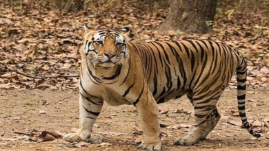 Photo of 125 किमी का सफर तय कर राजस्थान से दूसरी बार हरियाणा के रेवाड़ी पहुंचा बाघ