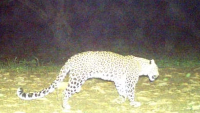 Photo of रक्षाबंधन मनाने आया था नानी के घर : आंगन में खेल रहे पांच साल के बच्चे को उठा ले गया गुलदार