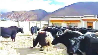 Photo of लेह: 40 चीनी याक भारतीय क्षेत्र में घुसे, एलएसी पर तनाव के बीच इस ‘घुसपैठ’ से स्थिति गंभीर