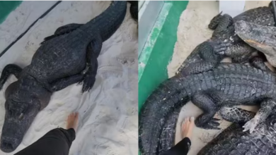 Photo of मगरमच्छों के बीच मॉर्निंग वॉक! हरकत देख हैरान हुए लोग