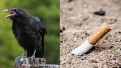 Photo of कंप्यूटर जैसे तेज दिमाग वाले कौवे! उठा लेते हैं सिगरेट के टुकड़े