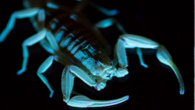 Photo of वो कौन सा विषैला जीव है, जो 6 दिन बिना सांस लिए रह सकता है ज़िंदा?