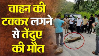 Photo of चंपावतः अज्ञात वाहन की टक्कर लगने से तेंदुए की मौत