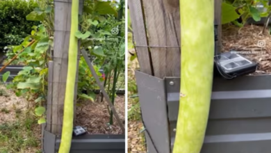 Photo of किसान ने उगाई इतनी बड़ी लौकी, खंभे से देना पड़ा सहारा, सब्जी है या लाठी