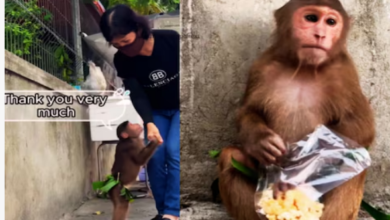 Photo of वायरल हुआ ‘संस्कारी’ बंदर, खाने को मिला पॉपकॉर्न, तो हाथ मिलाकर किया -‘थैंक यू’