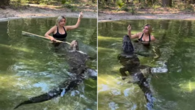 Photo of तालाब में तैर रहा था मगरमच्छ, डंडा लेकर पानी में घुसी लड़की, फिर जो किया