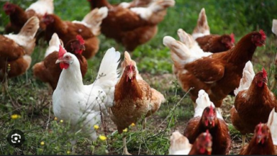 Photo of गजब! इस अनोखे मुर्गे की हैं 3 टांगे, लोग देखते ही रह गए हैरान!