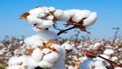 Photo of हरियाणा: इस दिन से भारतीय कपास निगम के माध्यम से MSP पर होगी कपास की खरीद