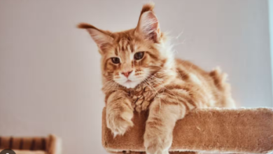 Photo of  बिल्ली से जुड़े ये संकेत बना सकते हैं आपको धनवान