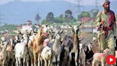 Photo of  जम्मू-कश्मीर: पीर पंजाल में भाजपा ने खेला पहाड़ी-गुज्जर कार्ड