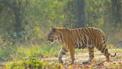 Photo of बेतिया में बाघ के हमले से चरवाहे की मौत, इलाके में दहशत का माहौल…