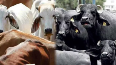 Photo of गाय-भैंसों के सात पुश्तों का इतिहास बताएगी चिप, पीएम मोदी करेंगे लांच