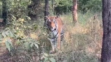 Photo of मध्प्रदेश: रानी दुर्गावती टाइगर रिजर्व को कल एक साल होगा पूरा