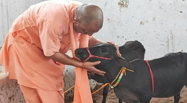 Photo of गोरखनाथ मंदिर में आईं छोटी-छोटी गैया, सीएम योगी ने पुंगनूर गाय को खूब दुलारा