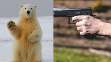 Photo of आइसलैंड में आठ साल में पहली बार दिखा दुर्लभ भालू, पुलिस ने तुरंत मार दी गोली