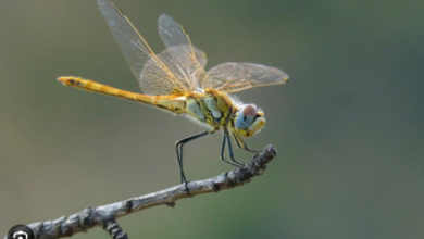 Photo of दिल्ली: मानसूनी दशाओं से ड्रैगनफ्लाइज और डैम्फ्लाइज में इजाफा