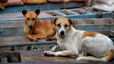 Photo of चिली के विज्ञानियों ने कुत्तों के बंध्याकरण के लिए विकसित की वैक्सीन