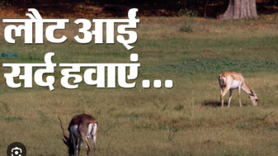 Photo of दिल्ली के चिड़ियाघर में सांप ओढ़ेंगे कंबल… पुआल पर सोएंगे हिरण