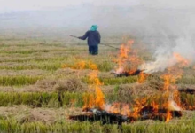 Photo of हरियाणा : किसानों की बढ़ी मुश्किलें, पराली जलाने पर अब जुर्माना नहीं