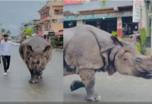 Photo of ‘असली है या नकली?’ शहर में टहलता दिखा गैंडा, फोटो खिंचवाने लगा लड़का