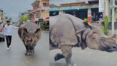 Photo of ‘असली है या नकली?’ शहर में टहलता दिखा गैंडा, फोटो खिंचवाने लगा लड़का