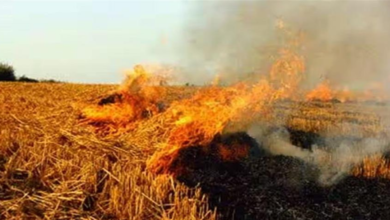 Photo of हरियाणा: पराली जलाने के मामले में सरकार के आदेशों के बाद एक्शन मोड़ में प्रशासन