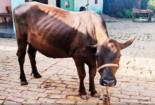 Photo of न हुई गाभिन न दिया बच्चा, फिर भी रोज़ाना दूध देती है ये अद्भुत गाय, लोग मान रहे ‘कामधेनु’